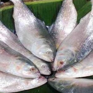 ৮ পিস (৫ কেজি) — ১৭০০ টাকা