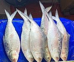 ৫ পিস (১০ কেজি) — ৪০০০ টাকা